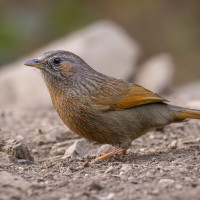 Streaked Laughingthrush